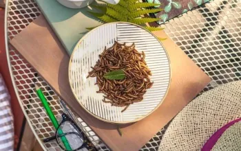 Domácí degustace čokolády s čokoládovnou Janek + krabice osmi čokolád a oříškového krému Domácí degustace čokolády s čokoládovnou Janek + krabice osmi čokolád a oříškového krému – dárek a zážitek