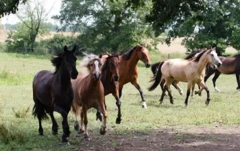 Farmářem na zkoušku - dvoudenní pobyt na statku + péče o zvířata