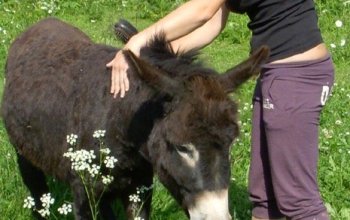 Na dva dny farmářem na Farmě Košík