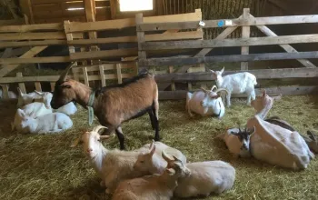 Na den farmářem na Farmě Košík
