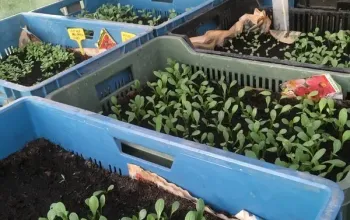 Na den farmářem na Farmě Košík