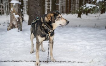 Mushing - jízda se psím spřežením