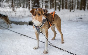 Mushing - jízda se psím spřežením