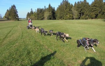 Mushing - jízda se psím spřežením
