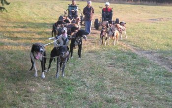 Mushing - jízda se psím spřežením