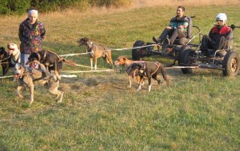 Mushing - jízda se psím spřežením