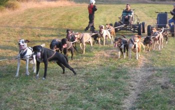 Mushing - jízda se psím spřežením