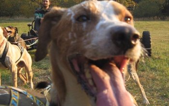 Mushing - jízda se psím spřežením