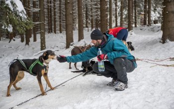 Mushing - jízda se psím spřežením