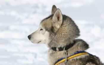 Mushing - jízda se psím spřežením