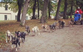 Mushing - jízda se psím spřežením