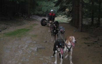 Mushing - jízda se psím spřežením