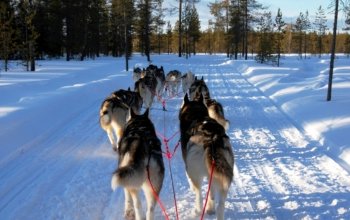Mushing - jízda se psím spřežením