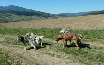 Mushing - jízda se psím spřežením