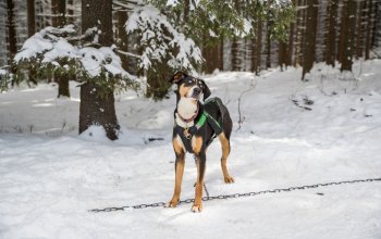 Mushing - jízda se psím spřežením