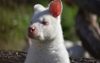 Zážitková noc v ZOO
