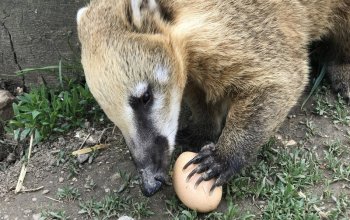 Ošetřovatelem v zoo na jeden den