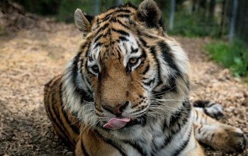 Ošetřovatelem v zoo na jeden den
