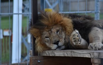 Ošetřovatelem v zoo na jeden den