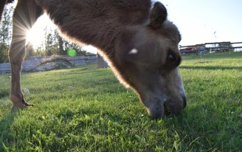 Ošetřovatelem v zoo na jeden den
