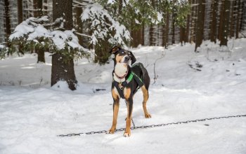 Mushing - jízda se psím spřežením Vysočina