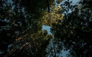 Ubytování v tree housu s vlastní saunou