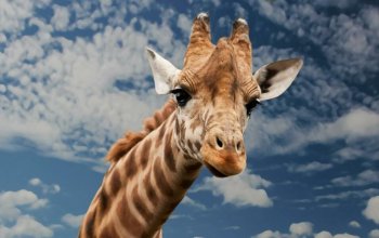 Venkovní úniková hra Pražská ZOO Praha