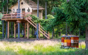 Ubytování v treehousu s bohatou snídaní