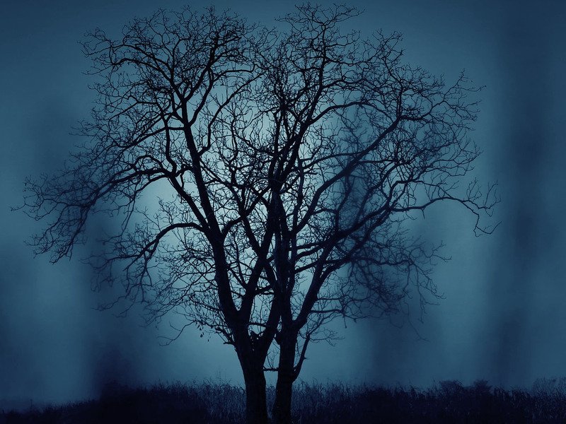 Venkovní úniková hra: Duch lesa Praha