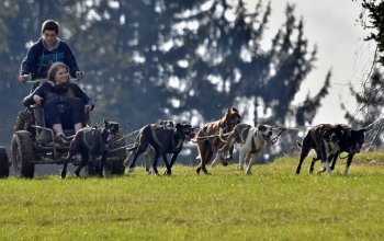 Mushing - jízda se psím spřežením