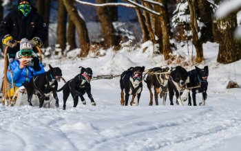 Mushing - jízda se psím spřežením