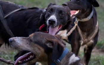 Mushing - jízda se psím spřežením