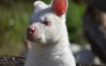 Ošetřovatelem v zoo na jeden den + nocování | zážitkový poukaz