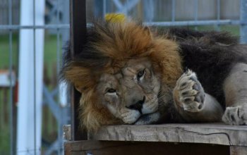 Ošetřovatelem v zoo na jeden den + nocování | zážitkový poukaz