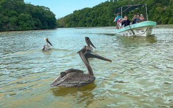 17 denní Mexiko Zahraničí