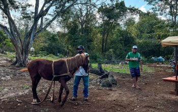 17 denní Mexiko Zahraničí
