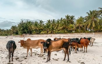 Zanzibar křížem krážem Zahraničí