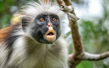 Fotoworkshop na Zanzibaru Zahraničí