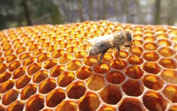 Úniková hra: Po stopách včelí královny