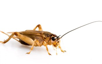 Ochucení křupaví cvrčci pro odvážné