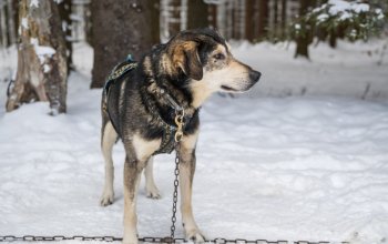 Mushing - jízda se psím spřežením