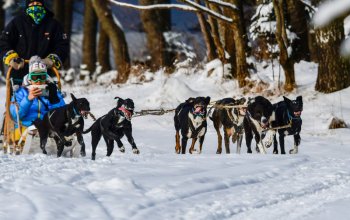 Mushing - jízda se psím spřežením