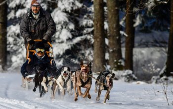 Mushing - jízda se psím spřežením