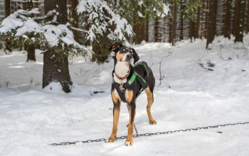 Mushing - jízda se psím spřežením