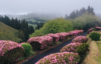 Sao Miguel podruhé