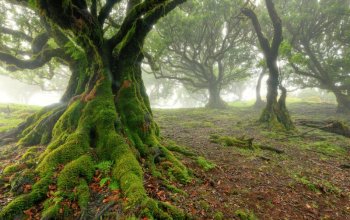 Autentická Madeira Zahraničí