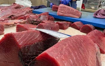 Dobrodružství v Algarve