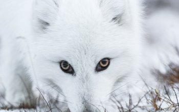 Špicberky: k severnímu pólu