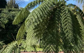 Gurmánske Azory/Európsky Hawaii