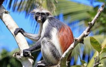 Pojeď s námi na Zanzibar ! Rehabilitačně – relaxační pobyt